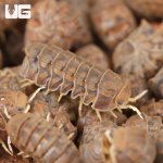 ug_Godzilla_Isopods_5.jpg