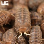 ug_Godzilla_Isopods_4.jpg