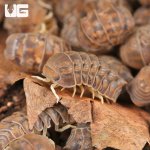 ug_Godzilla_Isopods_1.jpg
