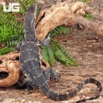 ug_Juvenile_Axanthic_Water_Monitor_2.jpg