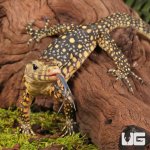 ug_Baby_Sulawesi_Water_Monitor_3.jpg