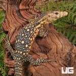 ug_Baby_Sulawesi_Water_Monitor_2.jpg
