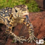 ug_Baby_Sulawesi_Water_Monitor_1.jpg