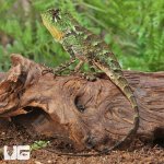 ug_unknown_species_forest_dragon_4.jpg