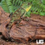 ug_unknown_species_forest_dragon_3.jpg