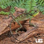 ug_unknown_species_forest_dragon_2.jpg