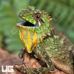 ug_unknown_species_forest_dragon_1.jpg
