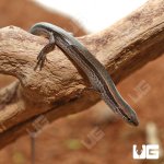 ug_Baby_5_Lined_skink_4.jpg