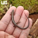 ug_Baby_5_Lined_skink_3.jpg