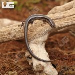 ug_Baby_5_Lined_skink_2.jpg