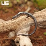 ug_Baby_5_Lined_skink_1.jpg