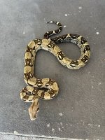 IMG_1453.jpeg