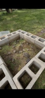 tortoises.jpg