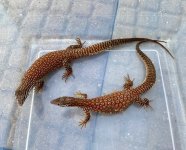 Yearling Ackie Pair.jpg
