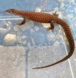 Yearling Ackie Male.jpg