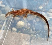 Yearling Ackie Female.jpg
