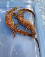 Adult Ackie Pair 1.jpg