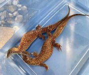 Adult Ackie Pair 2.jpg