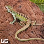 ug_Baby_Rainbow_Whiptail_Lizard_4.jpg