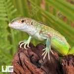 ug_Baby_Rainbow_Whiptail_Lizard_3.jpg