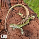 ug_Baby_Rainbow_Whiptail_Lizard_2.jpg