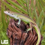 ug_Baby_Rainbow_Whiptail_Lizard_1.jpg