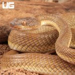 Ug_Egyptian_Cat_Eye_Snake_(Banded-Patternless)_5.jpg