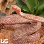 Ug_Egyptian_Cat_Eye_Snake_(Banded-Patternless)_1.jpg