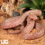 Ug_Egyptian_Cat_Eye_Snake_(Banded-Patternless)_3.jpg