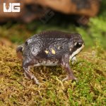 ug_Powers_Rain_Frog_4.jpg