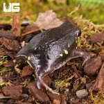 ug_Powers_Rain_Frog_2.jpg
