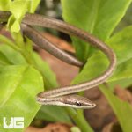 ug_Baby_Daudin's_Vine_Snake_4.jpg