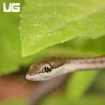ug_Baby_Daudin's_Vine_Snake_1.jpg
