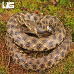 ug_Egyptian_Diced_Water_Snake_4.jpg