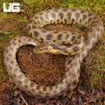 ug_Egyptian_Diced_Water_Snake_3.jpg