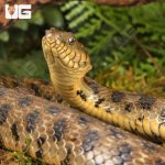 ug_Egyptian_Diced_Water_Snake_2.jpg