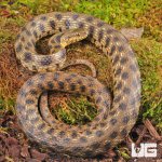 ug_Egyptian_Diced_Water_Snake_1.jpg