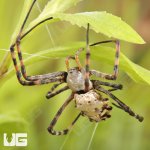 ug_Lobed_Argiope_Spider_4.jpg