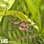 ug_Lobed_Argiope_Spider_3.jpg