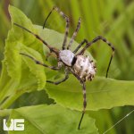 ug_Lobed_Argiope_Spider_2.jpg