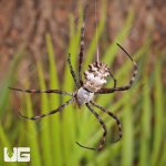 ug_Lobed_Argiope_Spider_1.jpg