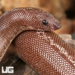 ug_Anery_Striped_Kenyan_Sand_Boa_5.jpg