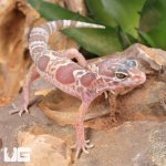 ug_Baby_Albino_Chocolate_Clown_Leopard_Gecko_4.jpg