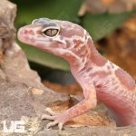 ug_Baby_Albino_Chocolate_Clown_Leopard_Gecko_3.jpg