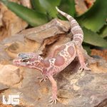 ug_Baby_Albino_Chocolate_Clown_Leopard_Gecko_2.jpg