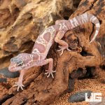 ug_Baby_Albino_Chocolate_Clown_Leopard_Gecko_1.jpg
