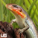 ug_yellow_throated_plated_lizard_1.jpg