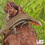 ug_yellow_throated_plated_lizard_2.jpg