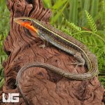 ug_yellow_throated_plated_lizard_3.jpg