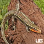 ug_Yellow_Throated_Plated_Lizard_5.jpg